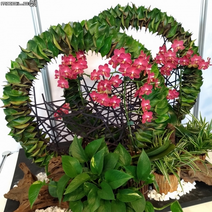 蘭花展 台南市後壁區烏樹林 03/13