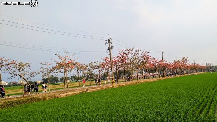 木棉花 台南市白河區林初埤木棉道 03/13