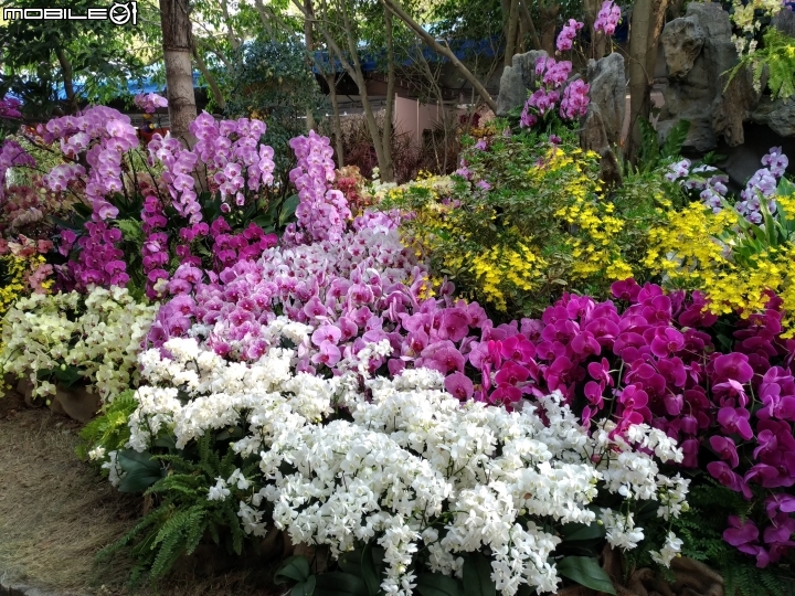 蘭花展 台南市後壁區烏樹林 03/13