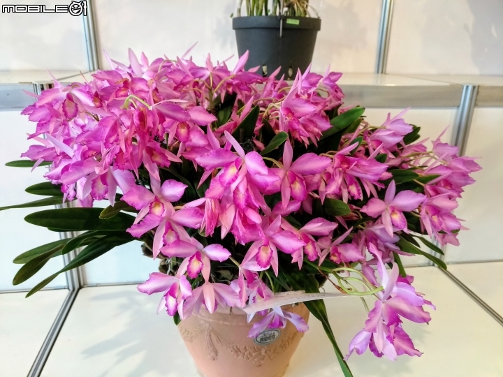 蘭花展 台南市後壁區烏樹林 03/13