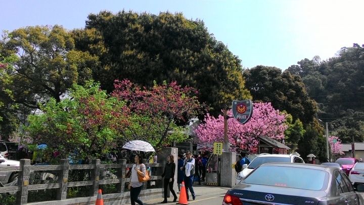 櫻花之旅-東勢林場+泰安派出所