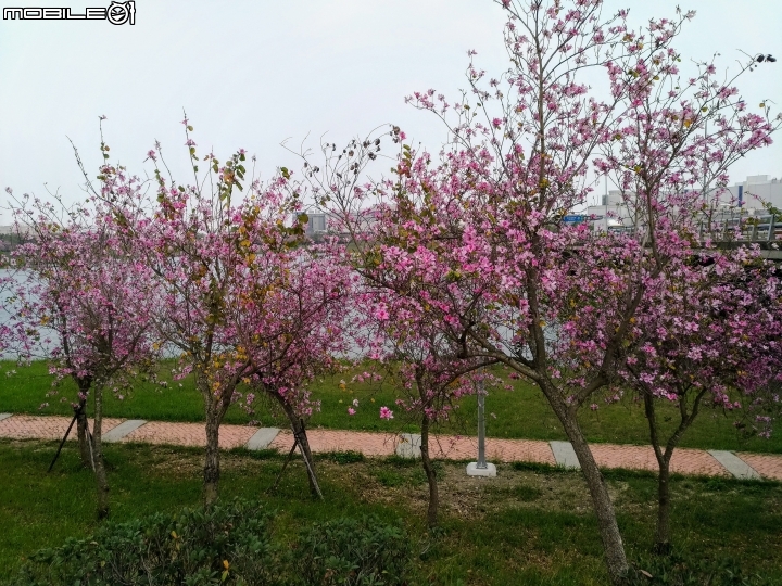 羊蹄甲 台南市新市區南科堤塘港湖 03/06