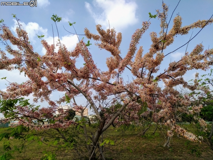 花旗木大開 台南市永康區忠孝運動公園 03/31