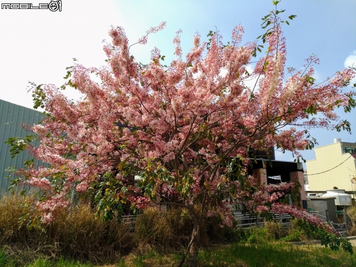 花旗木大開 台南市永康區忠孝運動公園 03/31