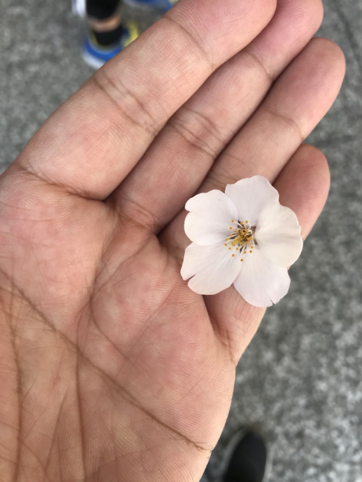 我的日本自由行第三天(尾道櫻花🌸行）