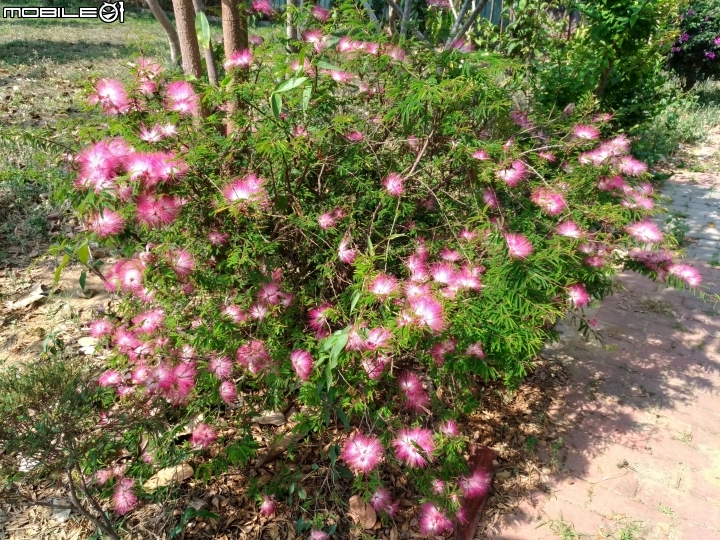 花旗木大開 台南市永康區忠孝運動公園 03/31