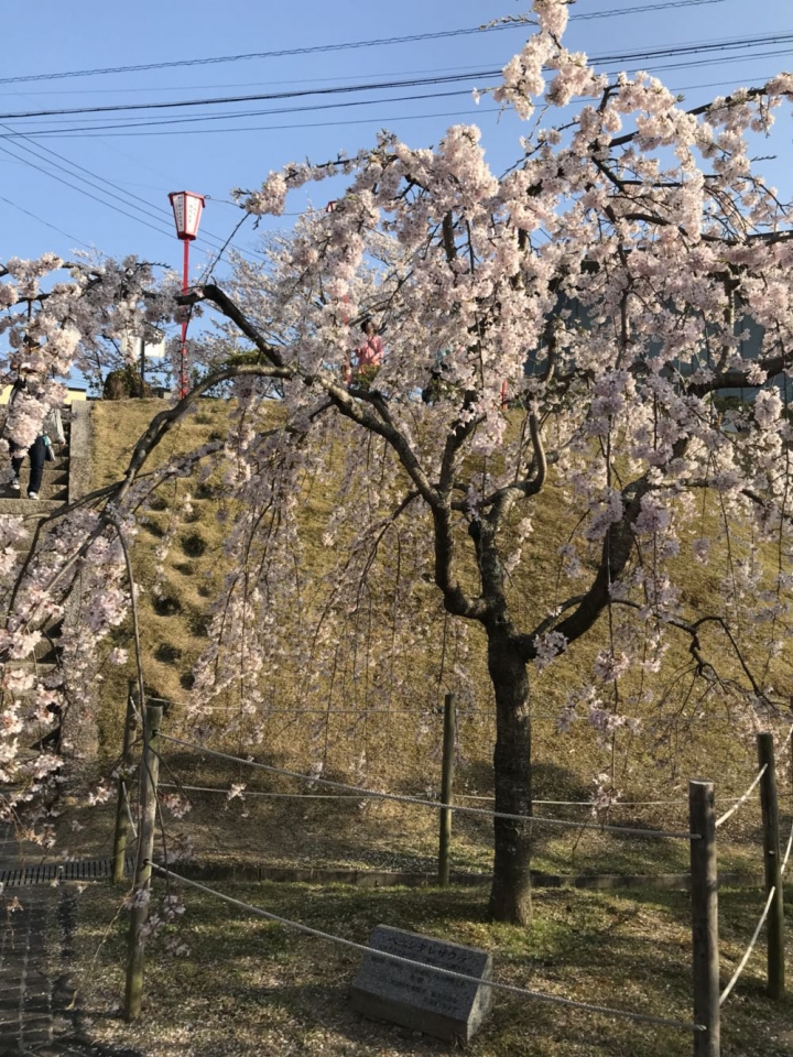 我的日本自由行第三天(尾道櫻花🌸行）