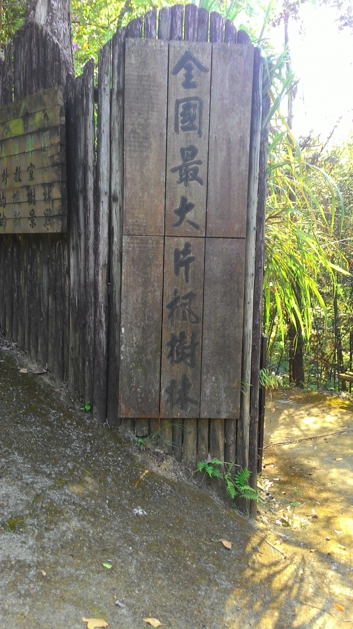 櫻花之旅-東勢林場+泰安派出所