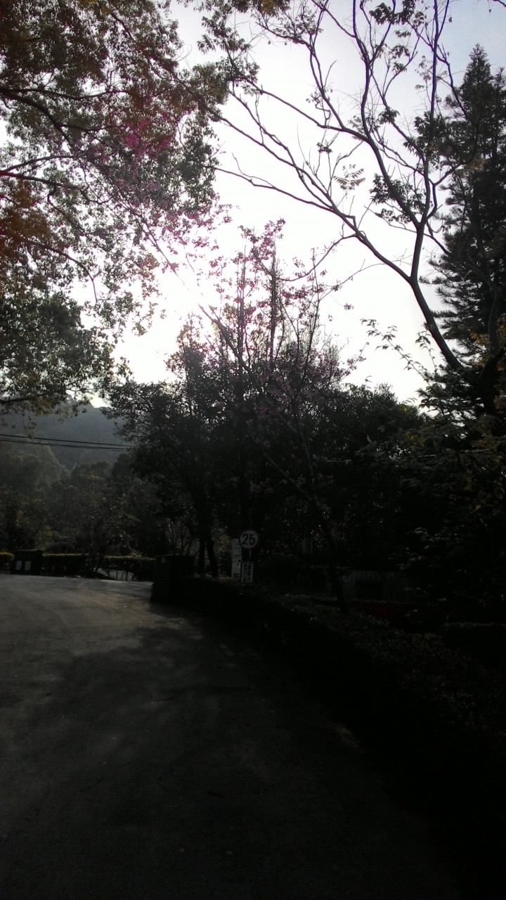 櫻花之旅-東勢林場+泰安派出所