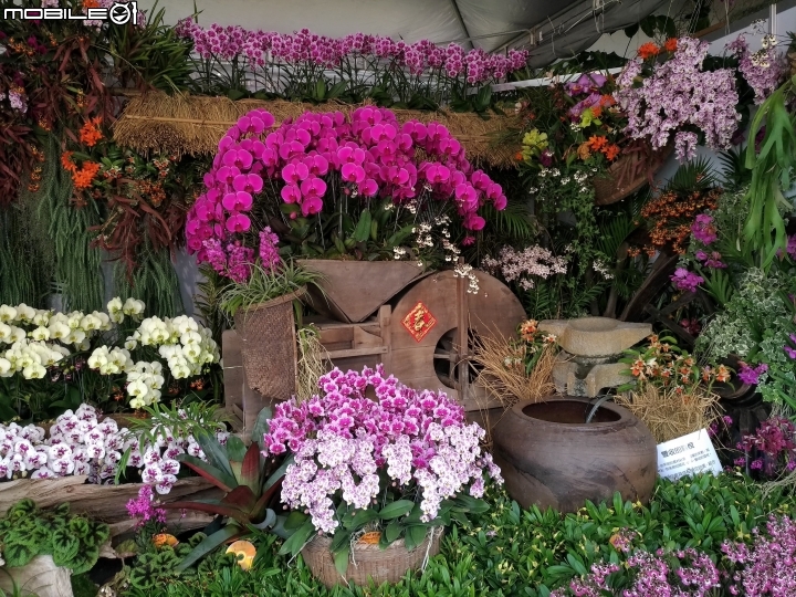 蘭花展 台南市後壁區烏樹林 03/13