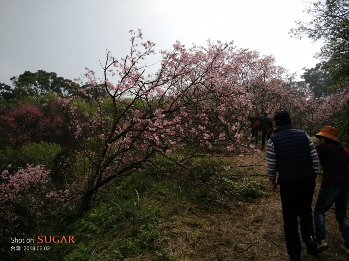 糖果手機 SUGAR S11 四鏡全螢幕手機的奇幻體驗分享 — 熱鬧的燈會、盛開的櫻花、台車與瀑布、深山茶廠、新住民嘉年華會及美味燒肉的饗宴