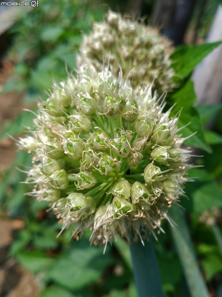 崙頂木棉花 台南市新市區南138 03/17