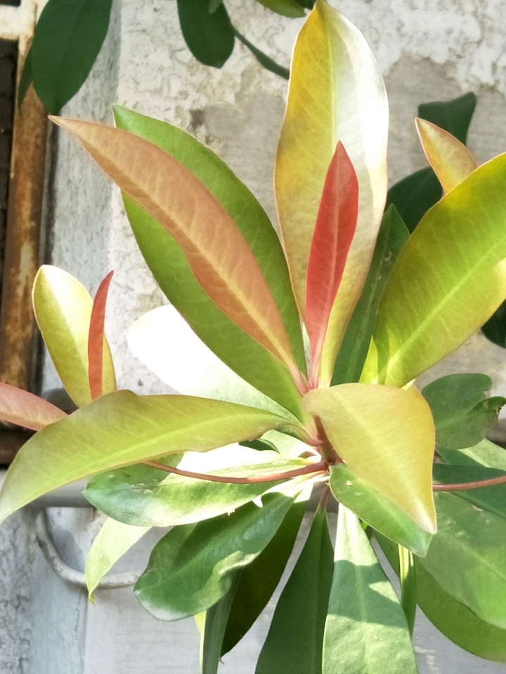 請教植物名