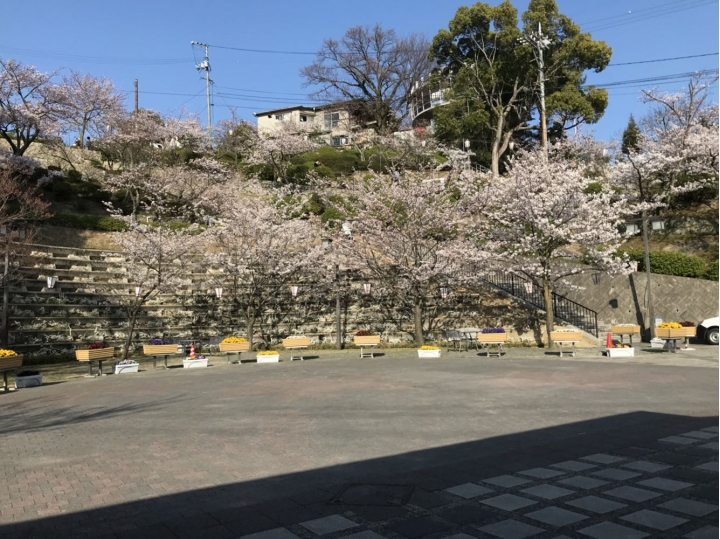 我的日本自由行第三天(尾道櫻花🌸行）