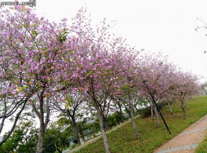羊蹄甲 台南市新市區南科堤塘港湖 03/06