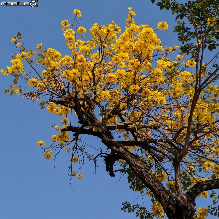 黃花風鈴木 台南市東豐路03/03