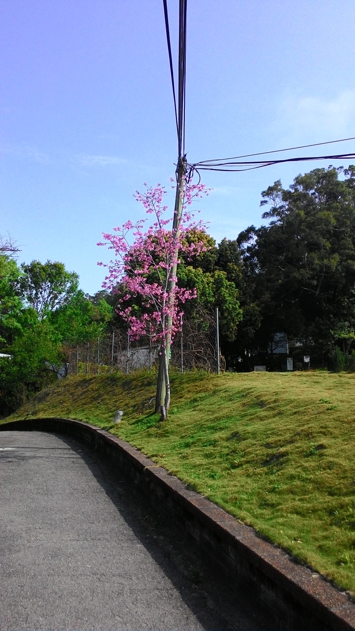 櫻花之旅-東勢林場+泰安派出所