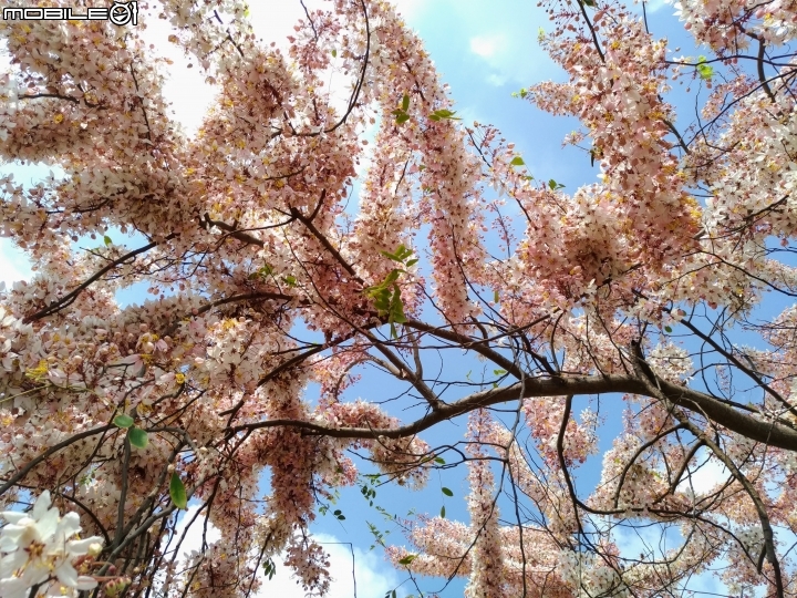 花旗木大開 台南市永康區忠孝運動公園 03/31