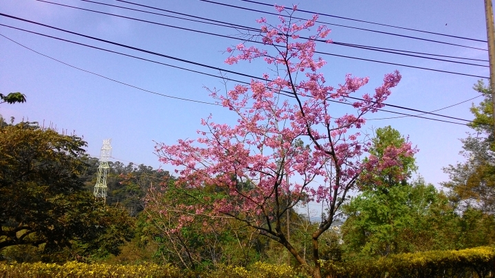 櫻花之旅-東勢林場+泰安派出所