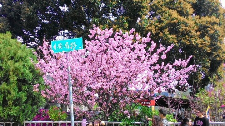 櫻花之旅-東勢林場+泰安派出所