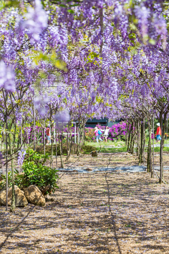 2018 台灣的紫藤花海 紫藤咖啡園(二店)水源園區 最新花況分享