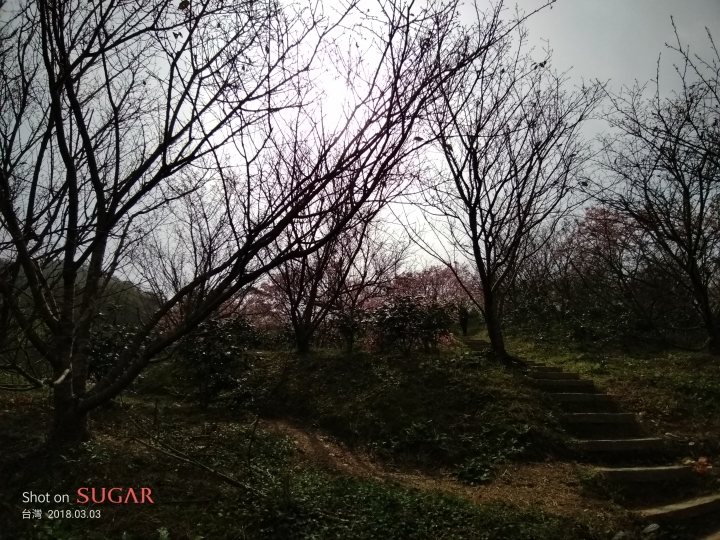 糖果手機 SUGAR S11 四鏡全螢幕手機的奇幻體驗分享 — 熱鬧的燈會、盛開的櫻花、台車與瀑布、深山茶廠、新住民嘉年華會及美味燒肉的饗宴