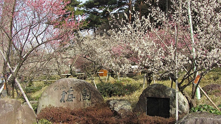 【靜岡】冬末春初盛開的百年花園 熱海梅園
