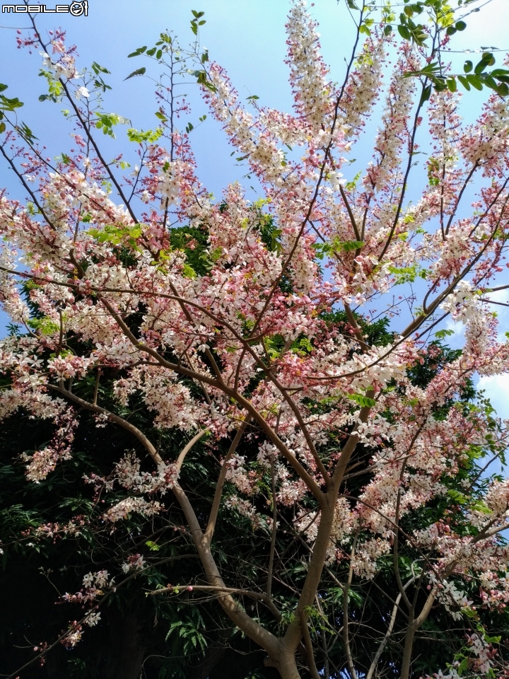 花旗木大開 台南市永康區忠孝運動公園 03/31