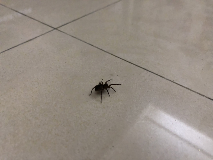 請幫我看一下 這什麼蜘蛛