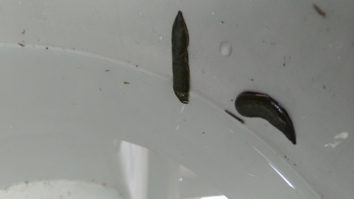水溝撈的一些魚，螺，水蛭?