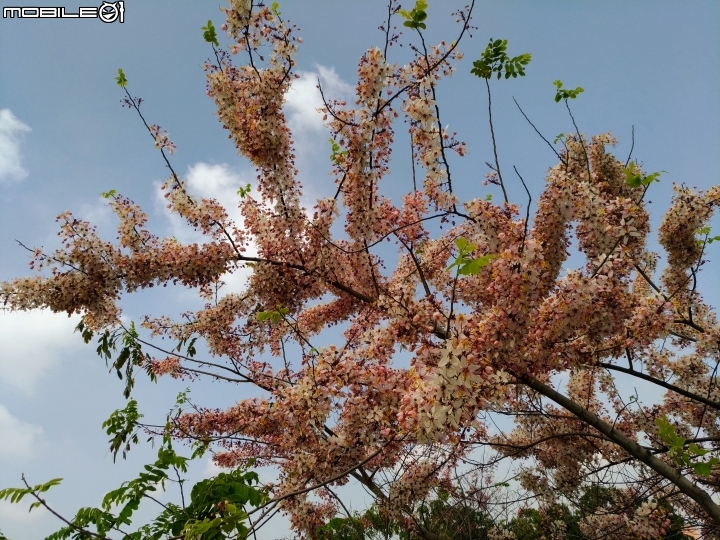 花旗木大開 台南市永康區忠孝運動公園 03/31