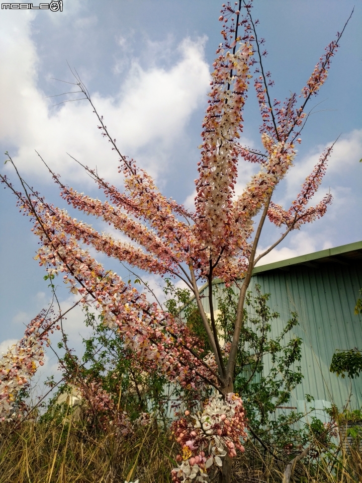 花旗木大開 台南市永康區忠孝運動公園 03/31
