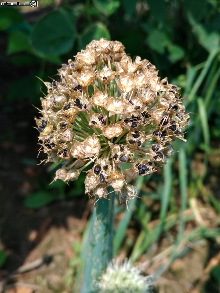崙頂木棉花 台南市新市區南138 03/17