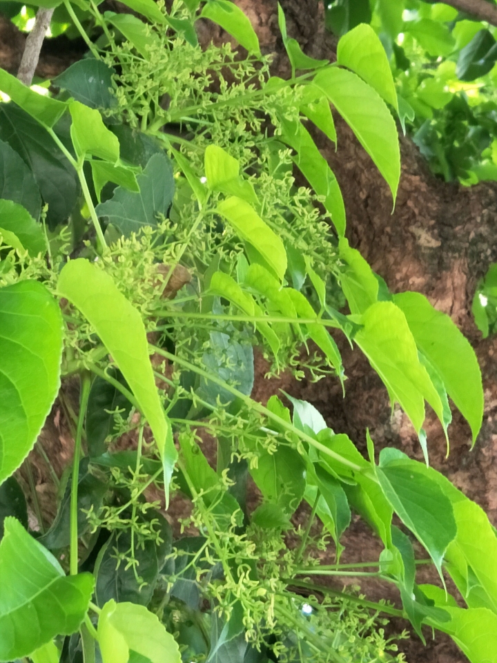 請教植物名