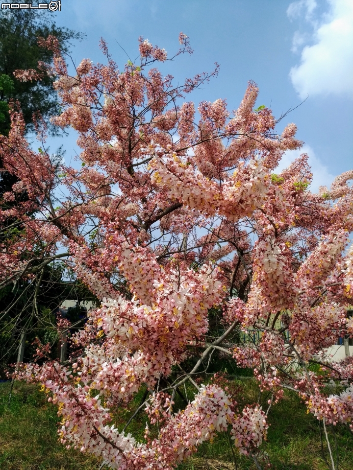 花旗木大開 台南市永康區忠孝運動公園 03/31