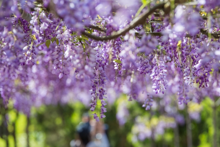 2018 台灣的紫藤花海 紫藤咖啡園(二店)水源園區 最新花況分享