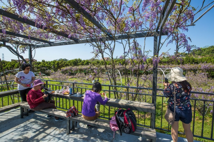 2018 台灣的紫藤花海 紫藤咖啡園(二店)水源園區 最新花況分享