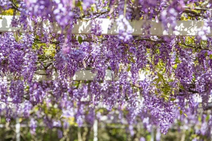 2018 台灣的紫藤花海 紫藤咖啡園(二店)水源園區 最新花況分享