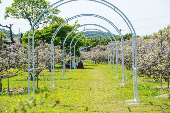2018 台灣的紫藤花海 紫藤咖啡園(二店)水源園區 最新花況分享