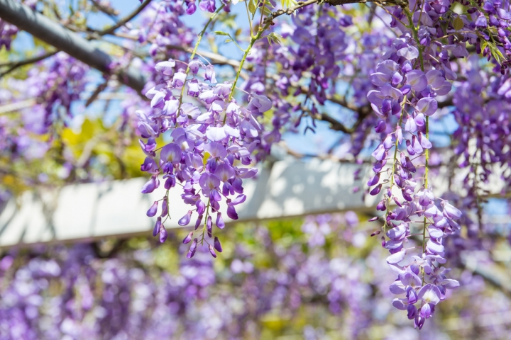 2018 台灣的紫藤花海 紫藤咖啡園(二店)水源園區 最新花況分享