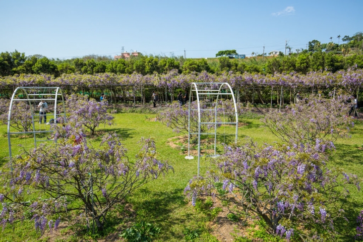 2018 台灣的紫藤花海 紫藤咖啡園(二店)水源園區 最新花況分享