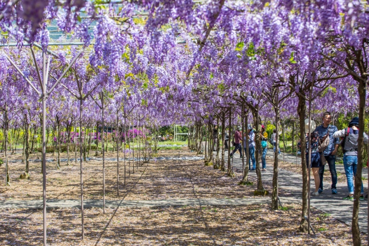 2018 台灣的紫藤花海 紫藤咖啡園(二店)水源園區 最新花況分享