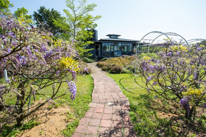 2018 台灣的紫藤花海 紫藤咖啡園(二店)水源園區 最新花況分享