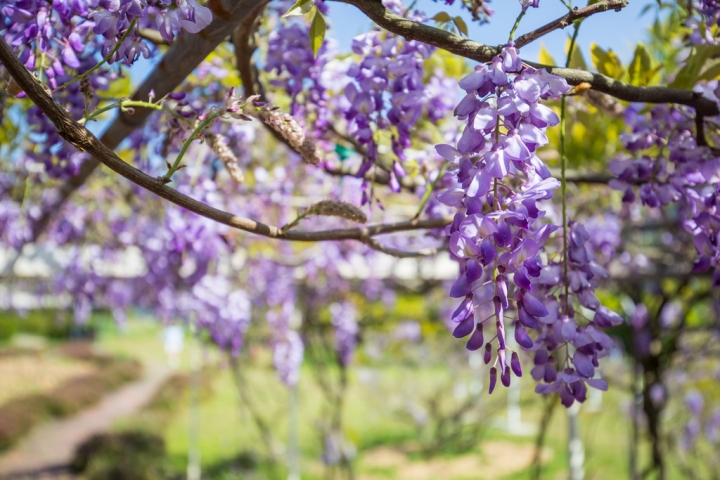 2018 台灣的紫藤花海 紫藤咖啡園(二店)水源園區 最新花況分享