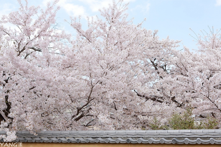 【京都】立本寺，巷子內推薦賞櫻景點