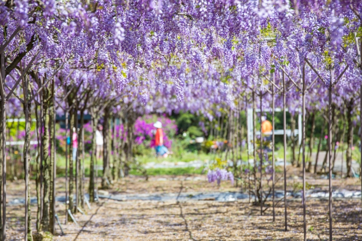 2018 台灣的紫藤花海 紫藤咖啡園(二店)水源園區 最新花況分享