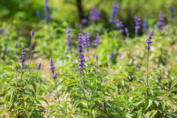 2018 台灣的紫藤花海 紫藤咖啡園(二店)水源園區 最新花況分享