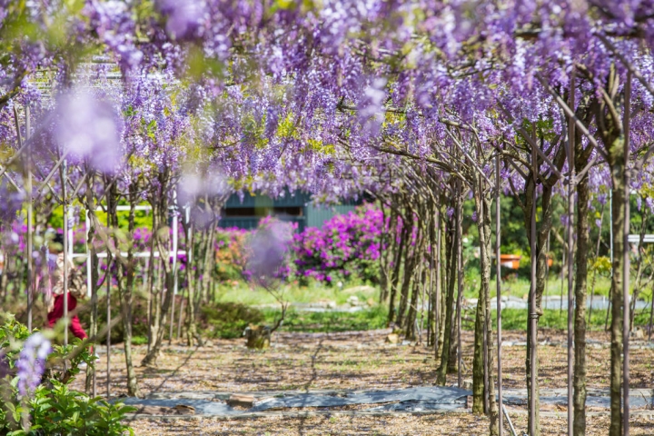 2018 台灣的紫藤花海 紫藤咖啡園(二店)水源園區 最新花況分享