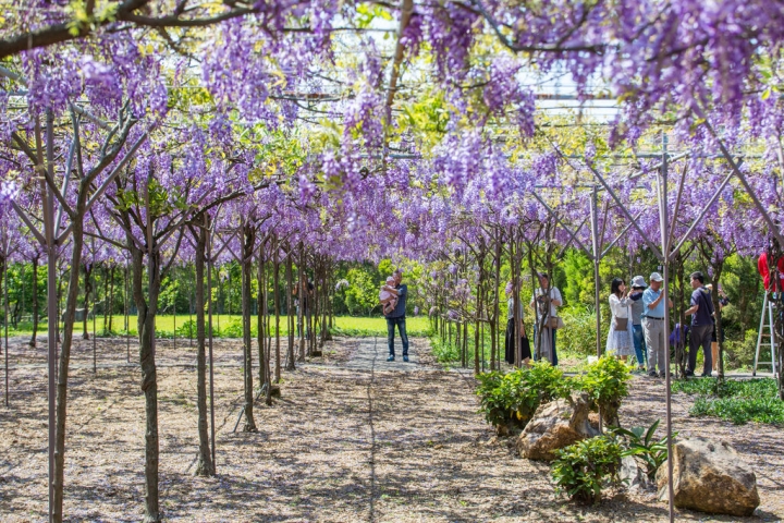 2018 台灣的紫藤花海 紫藤咖啡園(二店)水源園區 最新花況分享