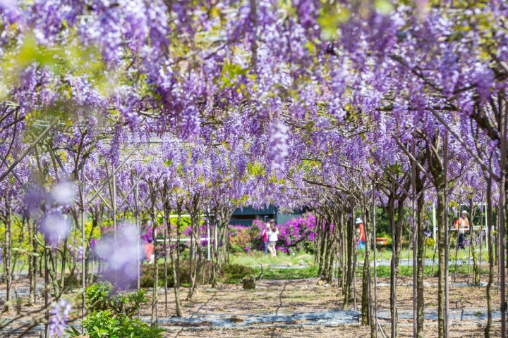 2018 台灣的紫藤花海 紫藤咖啡園(二店)水源園區 最新花況分享